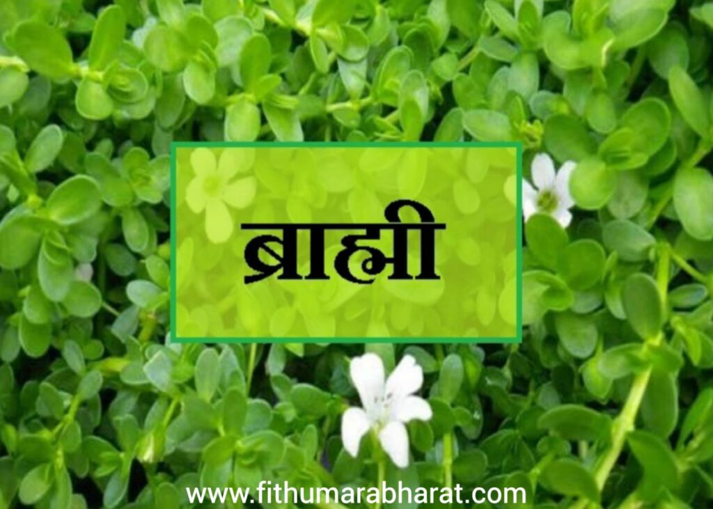 ब्राह्मी HSDD fithumarabharat