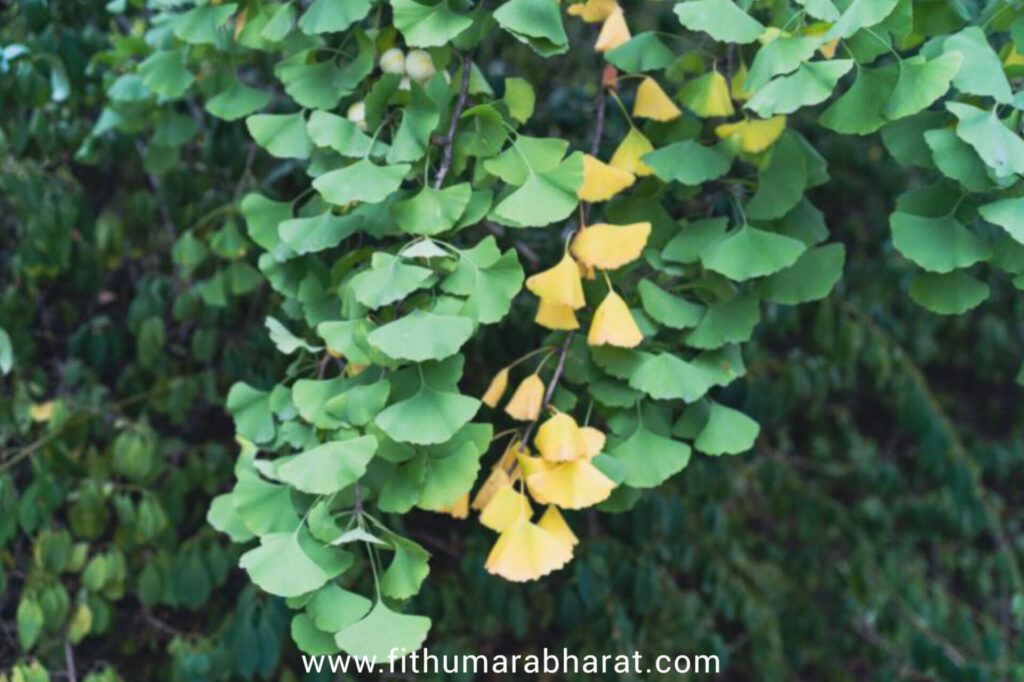 Ginkgo Biloba_ Healthy Eyes