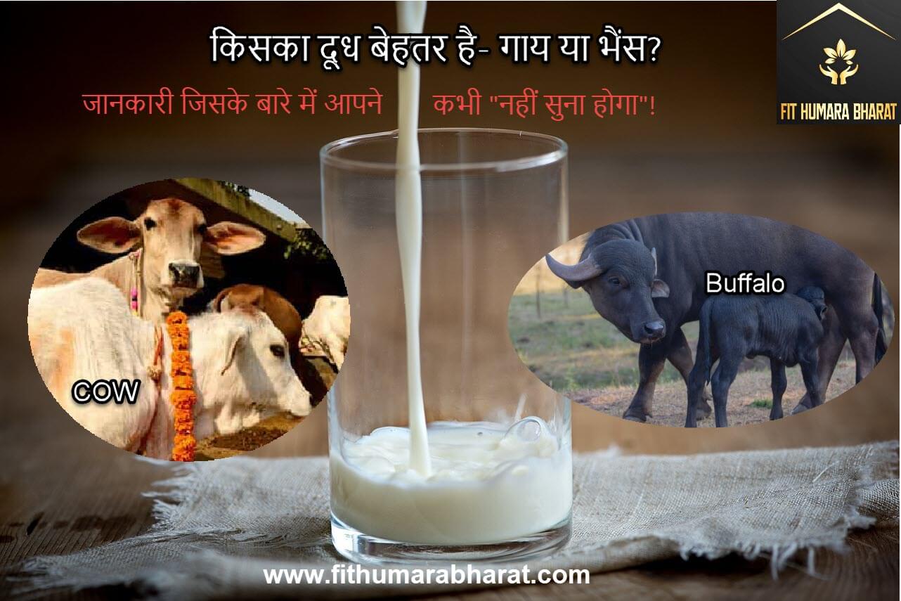 Whose milk is better? Cow or Buffalo?