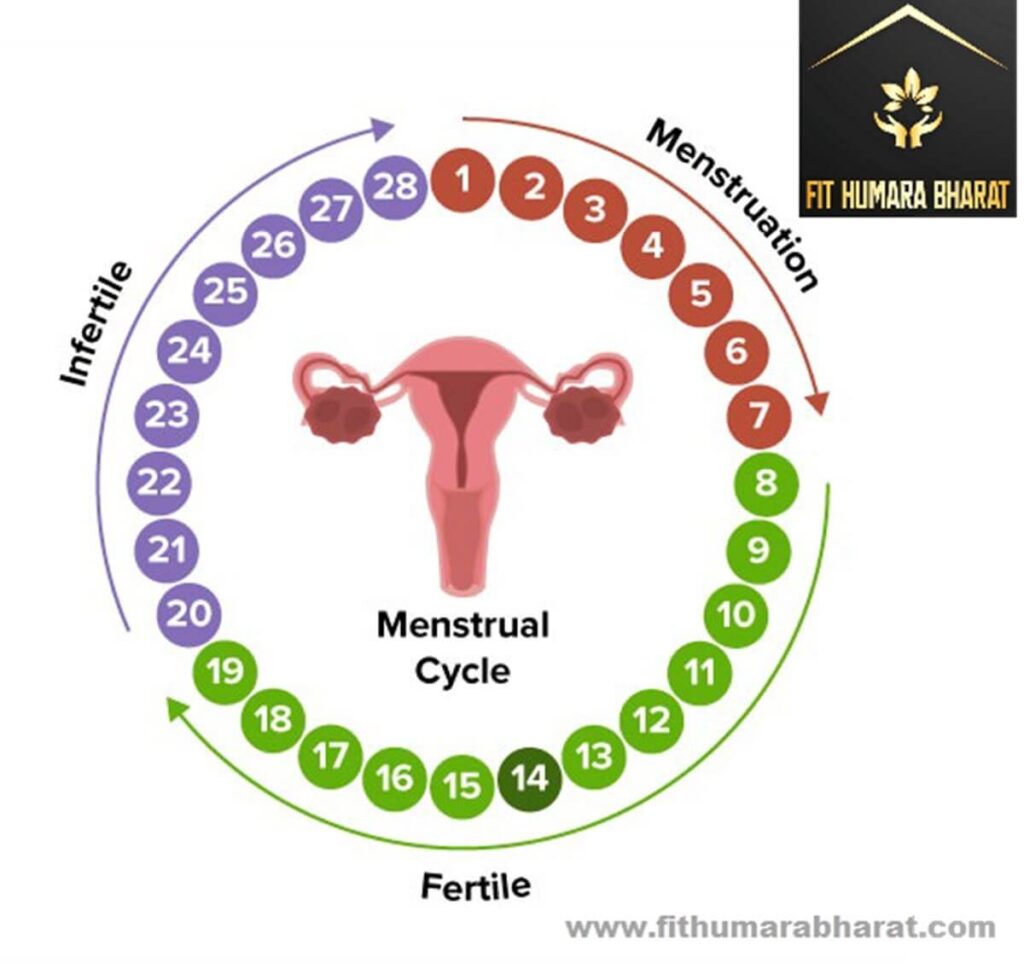 Ovulation Cycle is important for women to know your fertile days in a month
