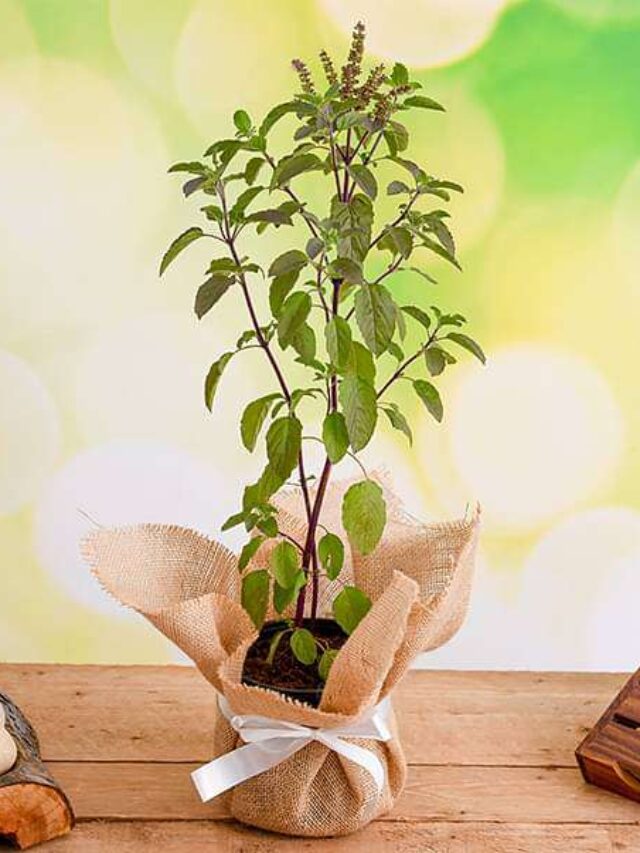 nurserylive-gifts-auspicious-tulsi-plant-with-jute-wrap-16968608284812_600x600