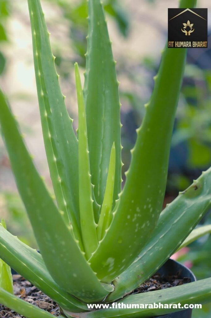 AloeVera