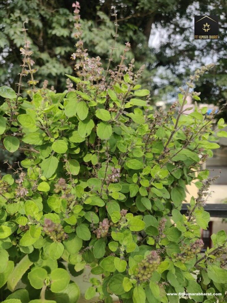 Basil tulsi