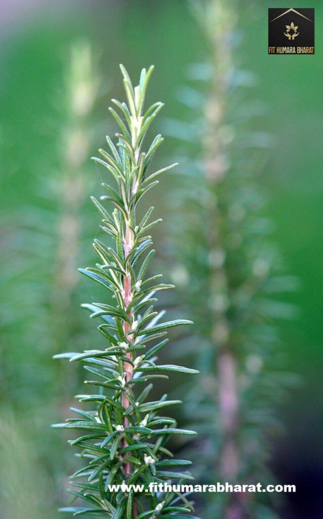 Rosemary