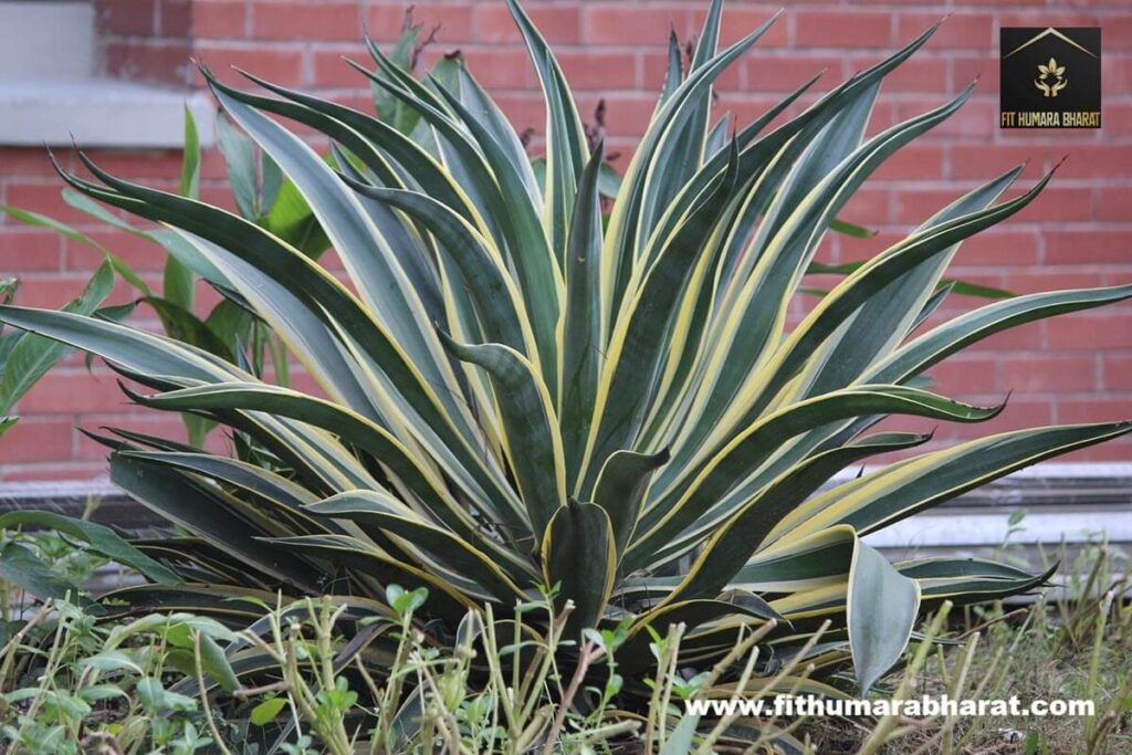 Snake Plant