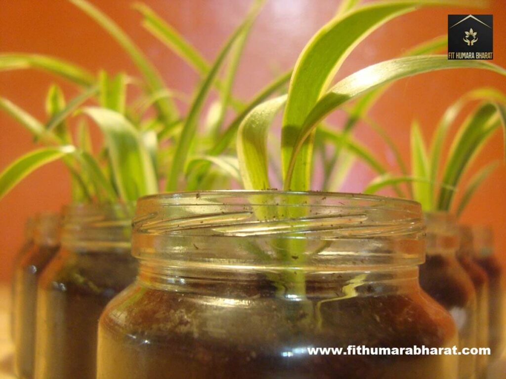 Spider Plant