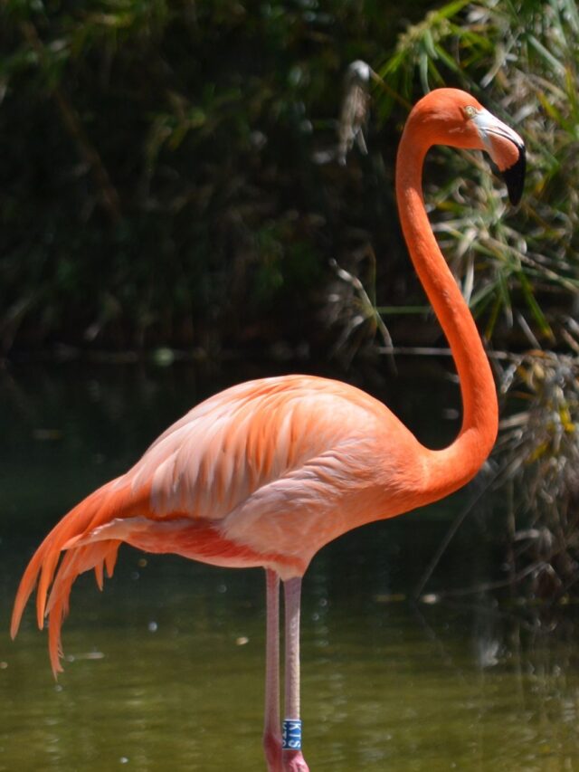 A Bird That Produces “Pink” Milk