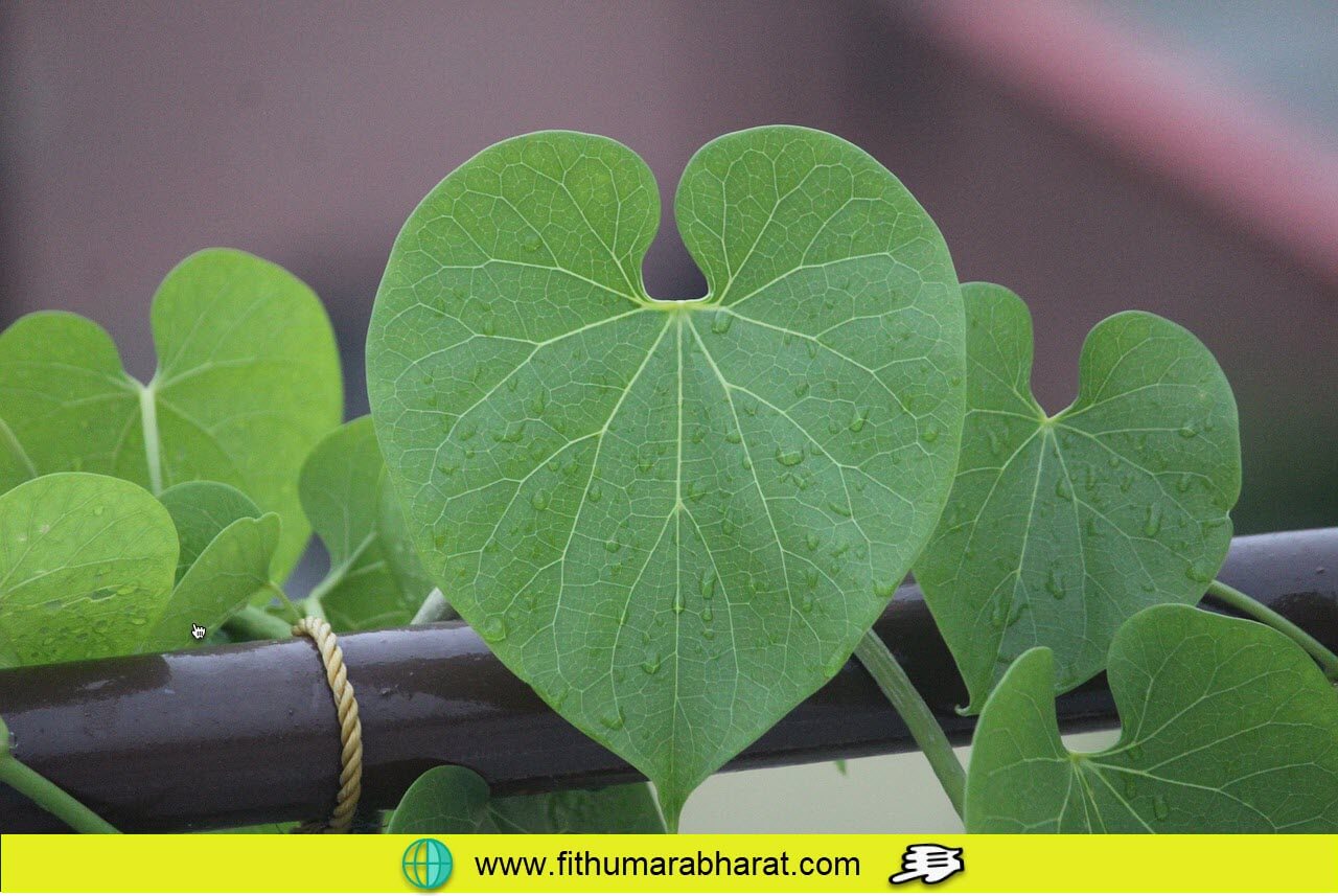 Giloy – Heart Shaped Leaf! Bundle of Benefits. Read for Cautions